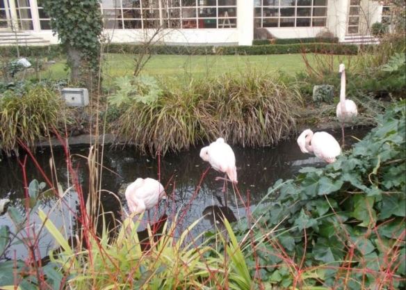 Flamingos in the Kensington Roof top gardens
